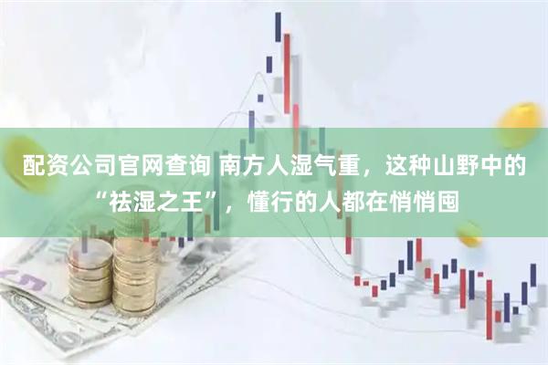 配资公司官网查询 南方人湿气重，这种山野中的“祛湿之王”，懂行的人都在悄悄囤